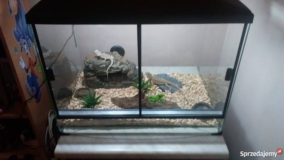 agama brodata mazowieckie