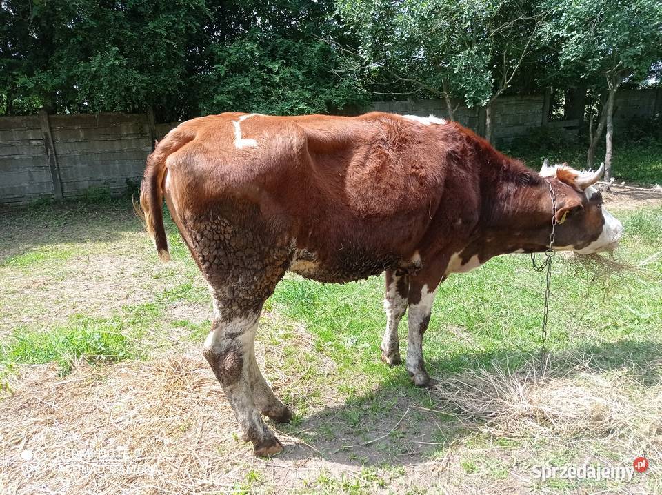 Sprzedam jałówki cielne Chojnów