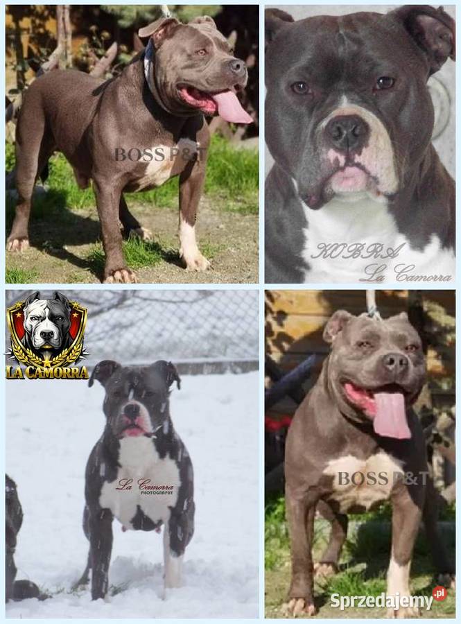 American Staffordshire Terrier Amstaff Paczków
