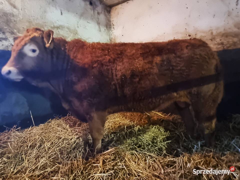 SPRZEDAM byki rasy Limousine Ustrzesz
