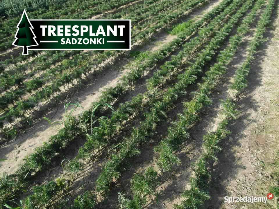 Sadzonki Jodły Kaukaskiej Jodła Kaukaska 21 Warszawa sprzedam