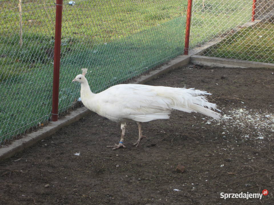 paw bialy 2018 Ptaki Rybno sprzedam
