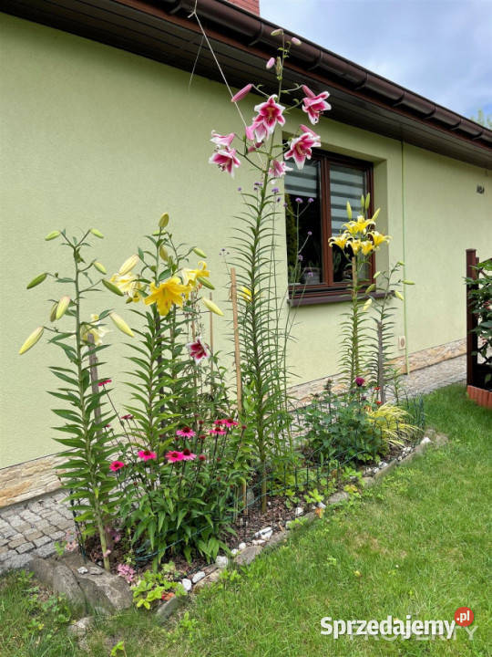 Dom sprzedam Nowy Sącz Nawojowska 124m2 sprzedam