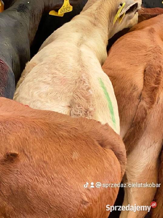 Sprzedaż cieląt mięsnych Bydło mięsne Płock