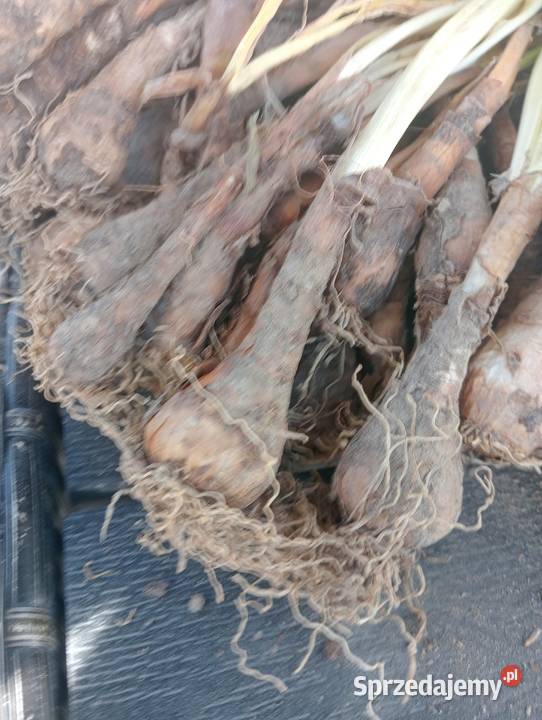 Cebulki narcyza starej odmiany Radom