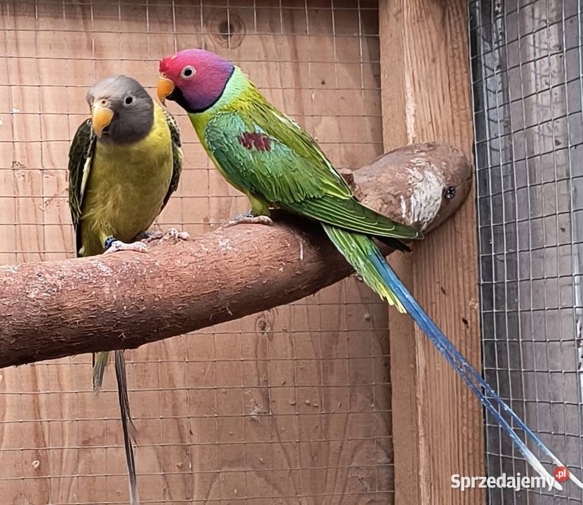 sprzedam Aleksandretty Śliwogłowe