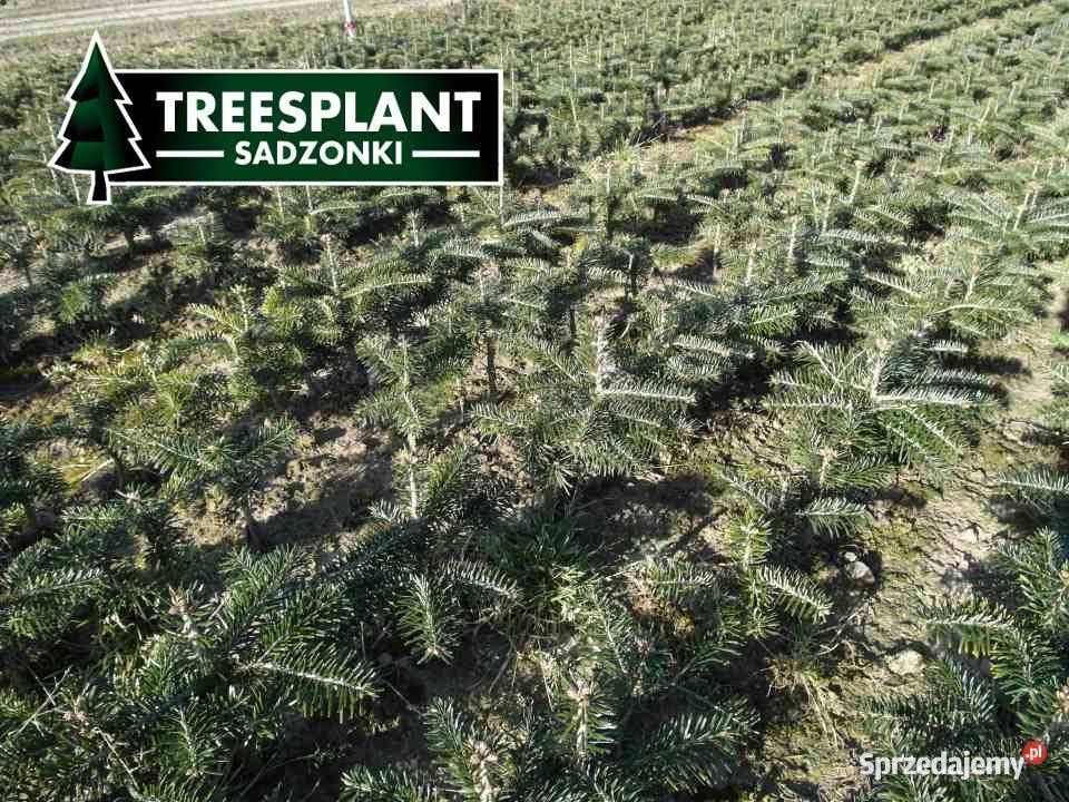Jodła Kaukaska 45 roku 2030 Świerk pospolity łódzkie Łódź