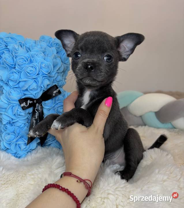 Chihuahua piesek krótkowłosy niebieski Blue Bełchatów