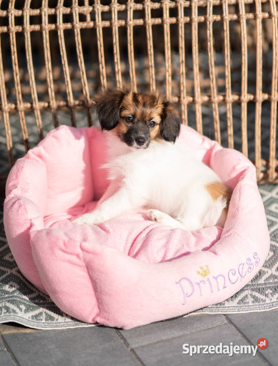 Szczeniak Papillon Spaniel Kontynentalny ZKwP Kalisz