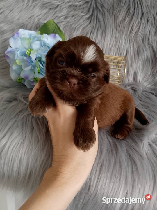 Piękny czekoladowy piesek rasy ShihTzu