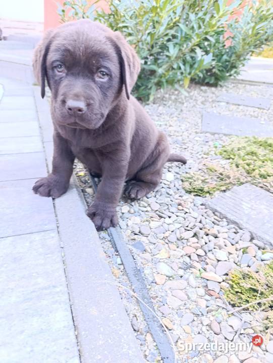 Labrador czekoladowe szczeniaczki Tarnów