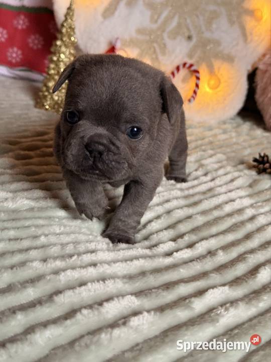 Buldog francuski do rezerwacji Częstochowa