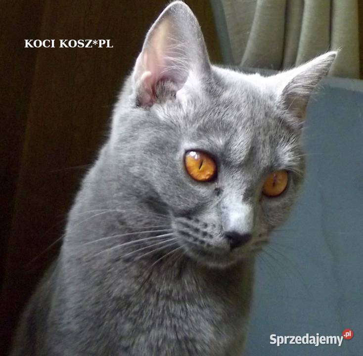 Koty KartuskieChartreux amatorska hodowla KOCI Warszawa