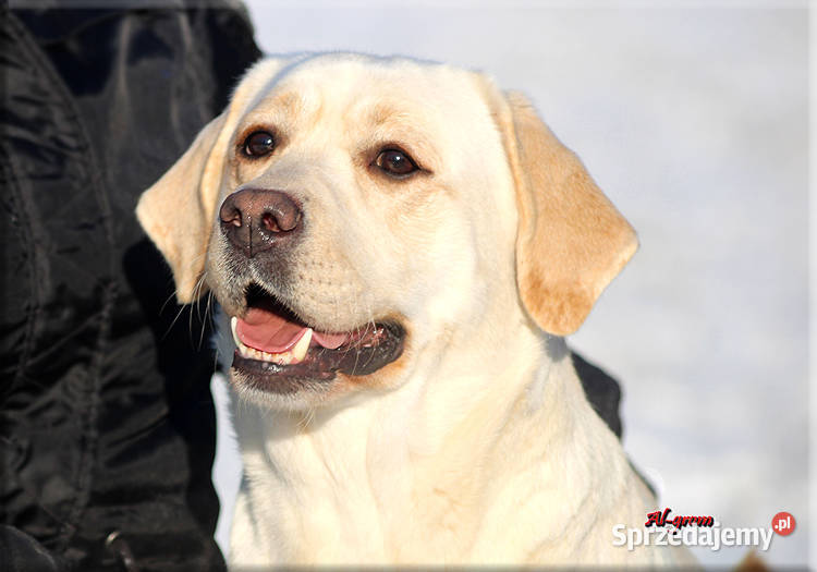 Dorosła żółta suka rasy Labrador Retriever Labrador Chynów sprzedam