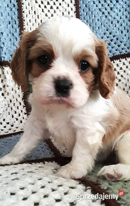 Chłopczyk Cavalier king charles spaniel podkarpackie Rzeszów