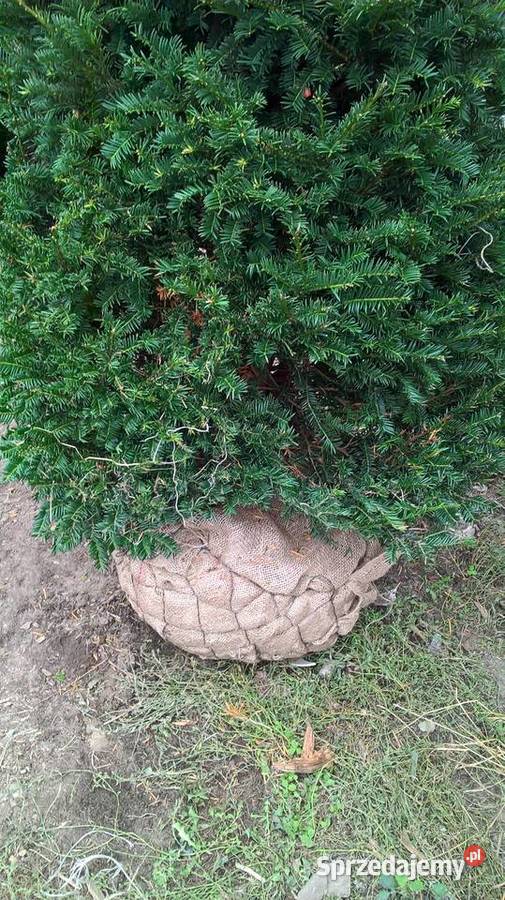 Cis Baccata Mega Wysoki Żywopłot Mszczonów