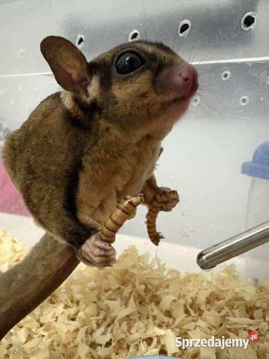 Lotopałanka Lotopałanki wiewiórka dorosła para Gryzonie Poznań