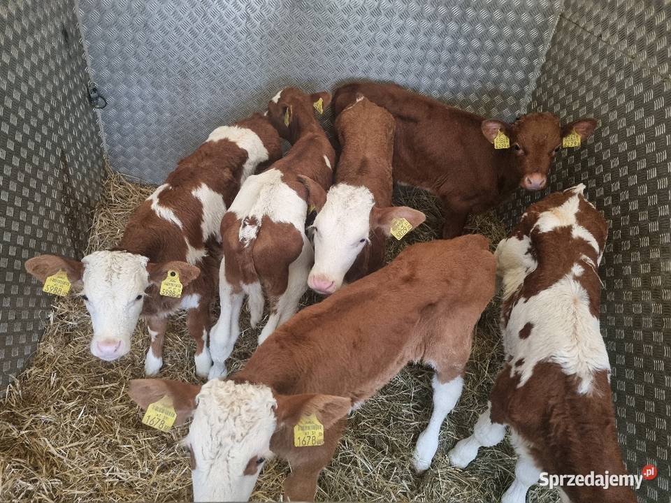 Byczki Jalowki Mięsne