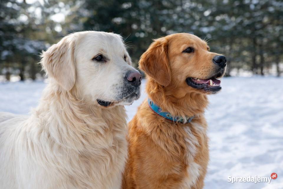 Szczenięta Golden Retriever Rezerwacja miotu Olkusz