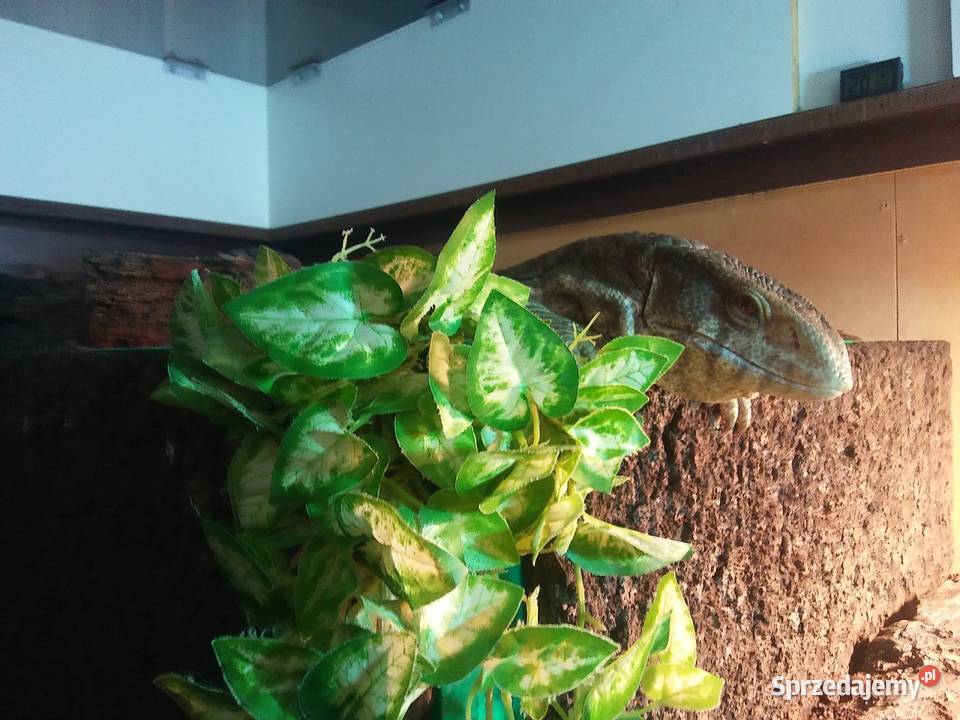 Waran stepowy Bydgoszcz