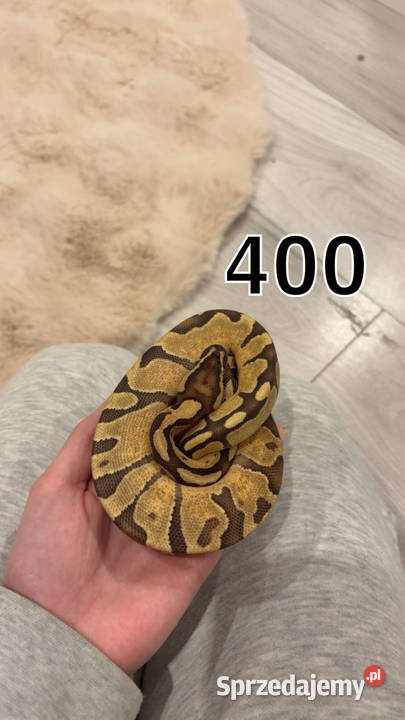 Pytony boa Sulejówek sprzedam