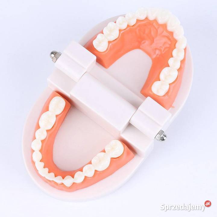 Edukacyjny model zębów dentystycznych Płock