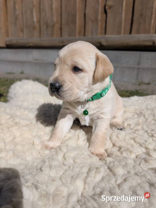 Labrador retriever pomorskie sprzedam