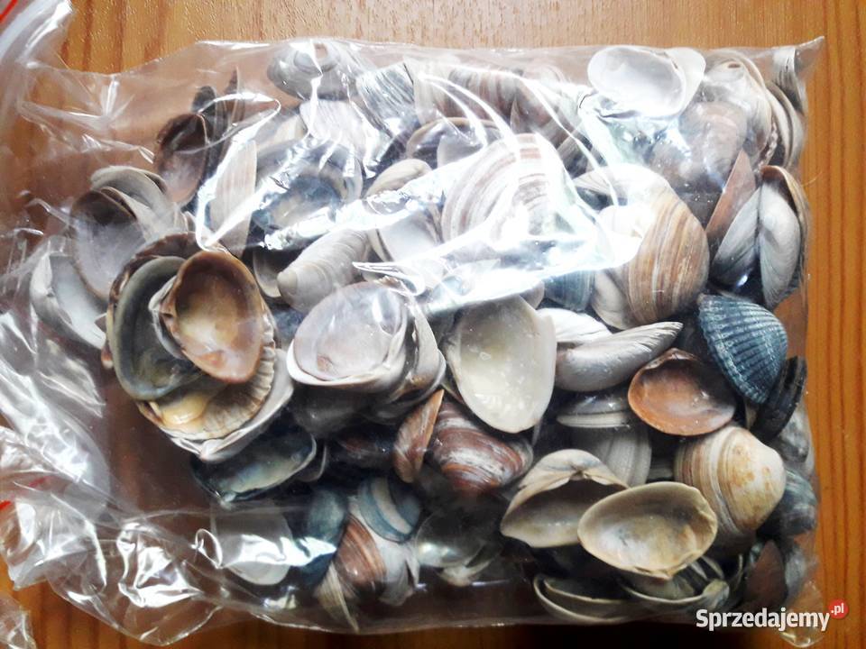 ozdoby do akwarium muszle kamienie ok 27 Katowice