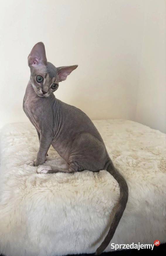 Devon Rex cudowny Kocurek bicolor liliowy Ustroń