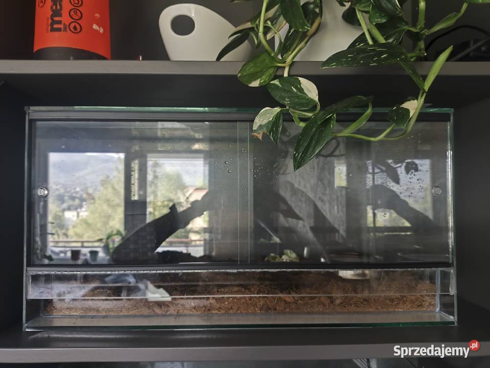 Pyton Królewski Terrarium Bielsko-Biała