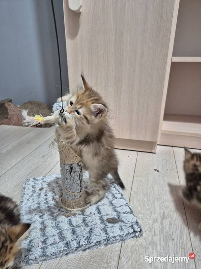 Syberyjska Kotka OFELIA rodowód FIFE FPL