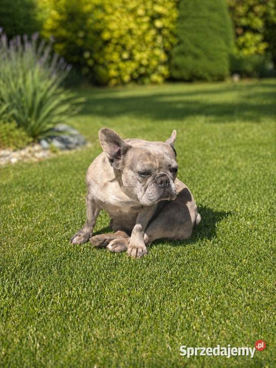 Buldog francuski sunia