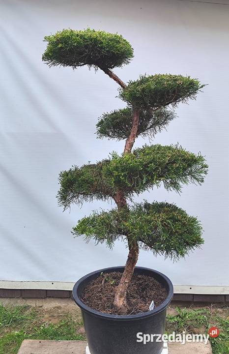 Bonsai Niwaki jałowiec pośredni Mint Julep