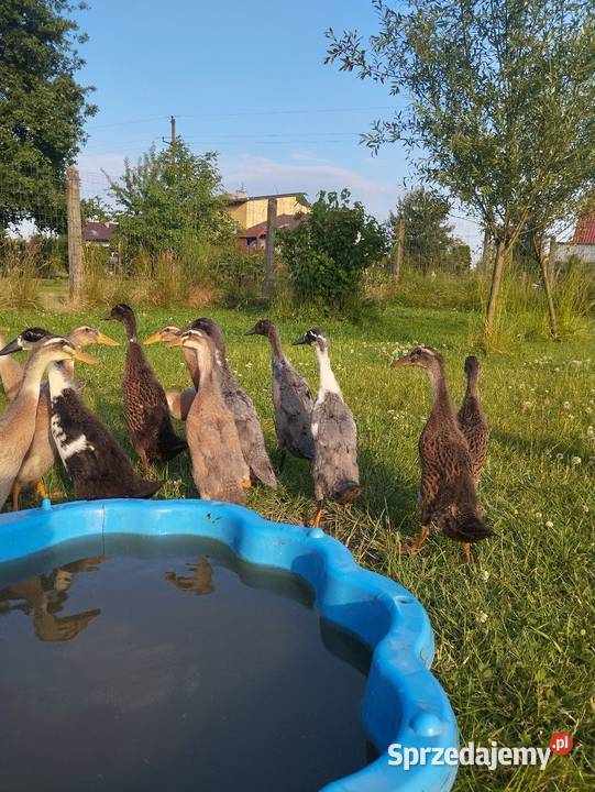Biegusy indyjske Oświęcim