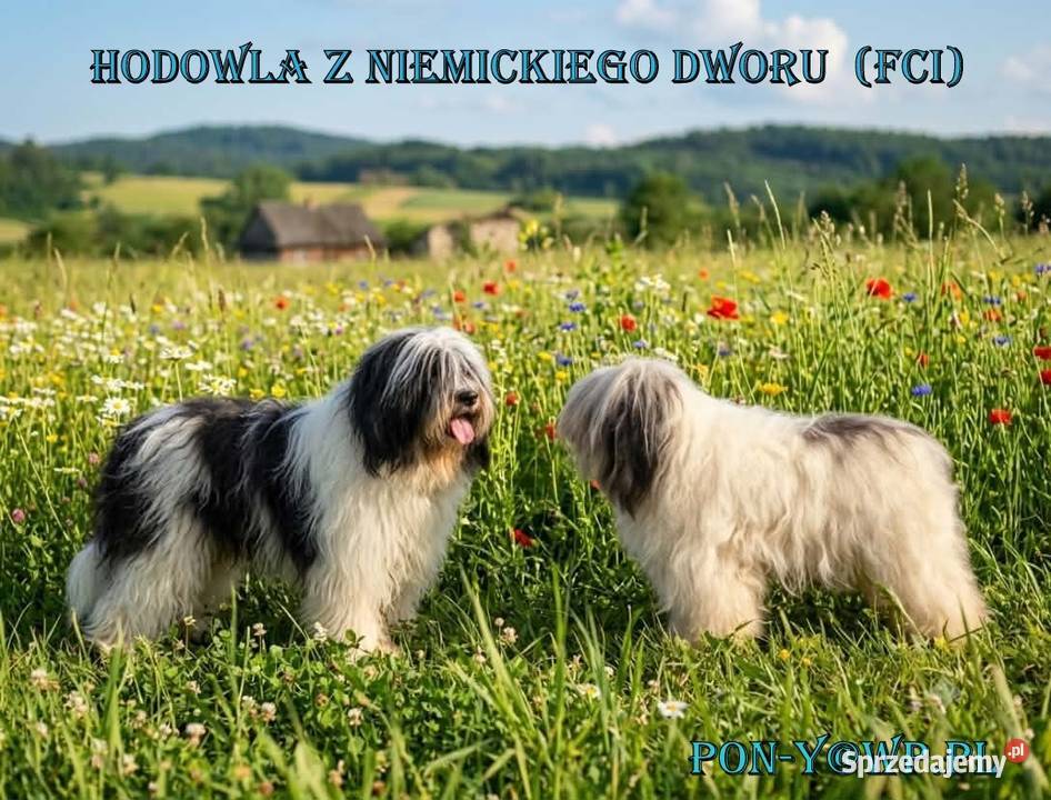 szczeniaki Polski Owczarek Nizinny FCI PON ZKwP Malechowo sprzedam