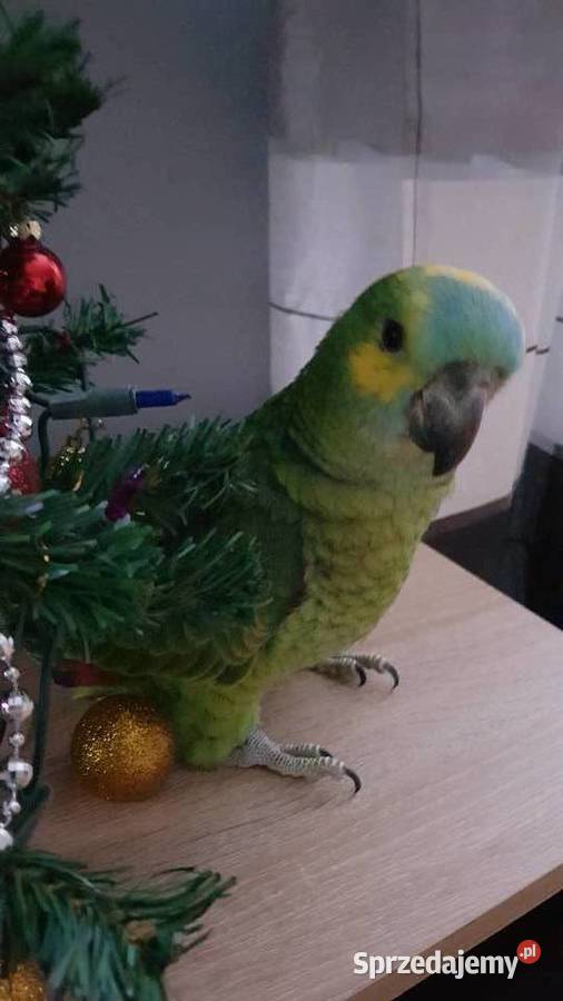 Samica Amazonka niebieskoczelna ręcznie Ptaki Dąbrowa Górnicza