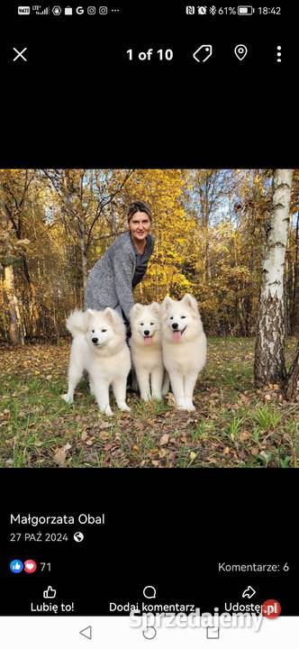 Samojed piesek 5mcy Championie Polski Halinów