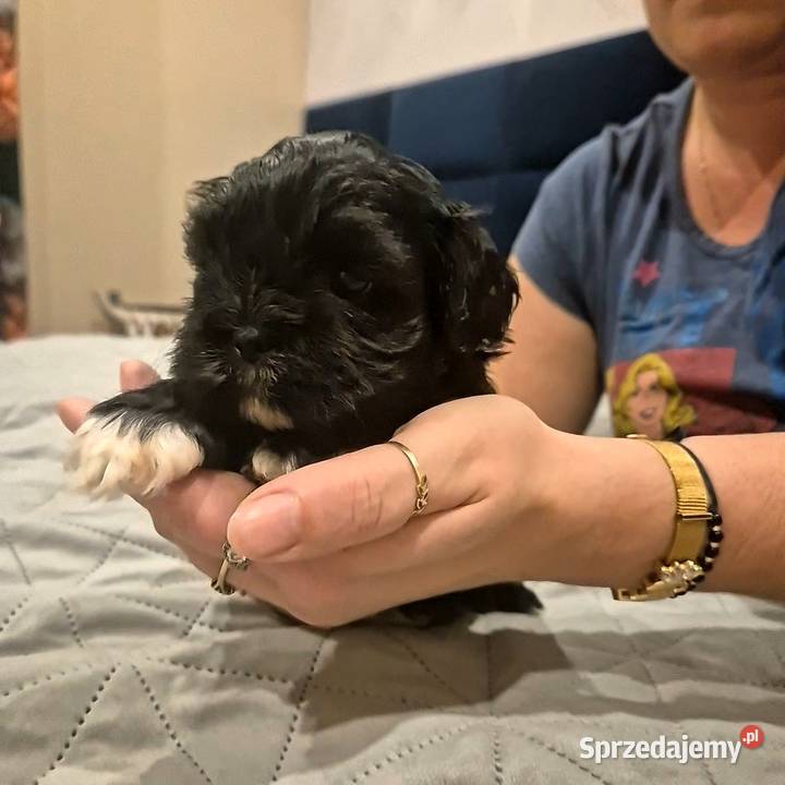Piesek Shih tzu warmińsko-mazurskie Dymnik