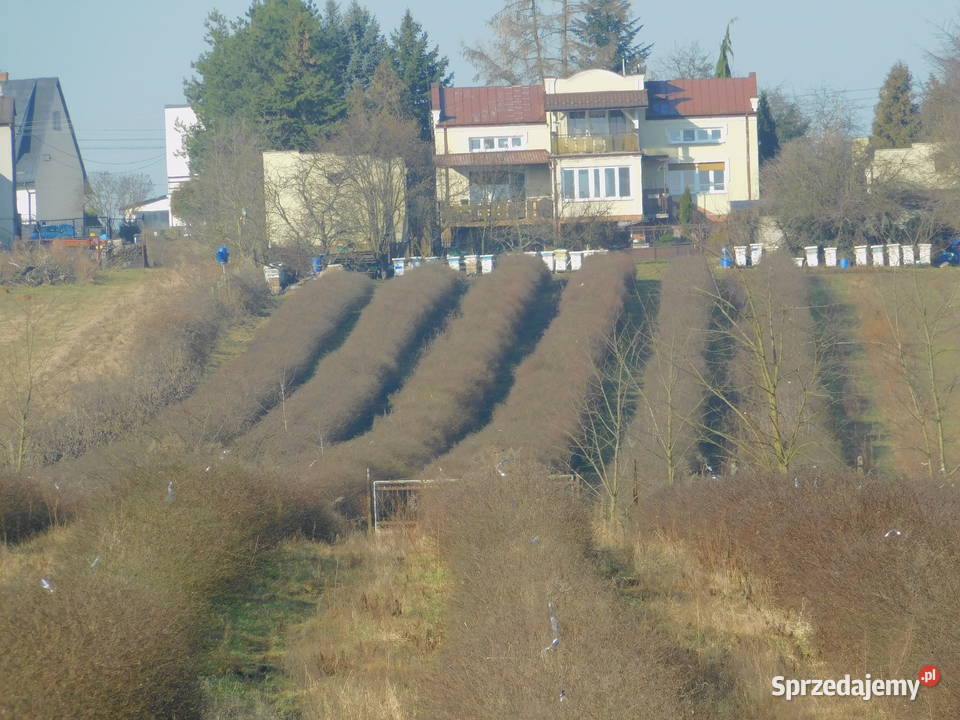 Syndyk sprzeda Mogielnica dz 1272 i 1304 mazowieckie sprzedam