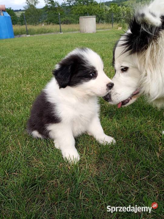 Border Collie FCI do odbioru lekarza weterynarii Zwierzęta Dębica