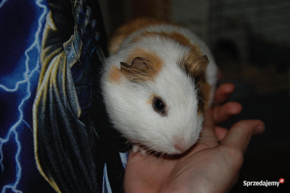 Świnka morska SAMICZKA Targoszyn