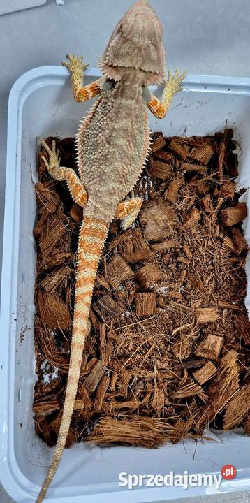 Agama brodata samiczka