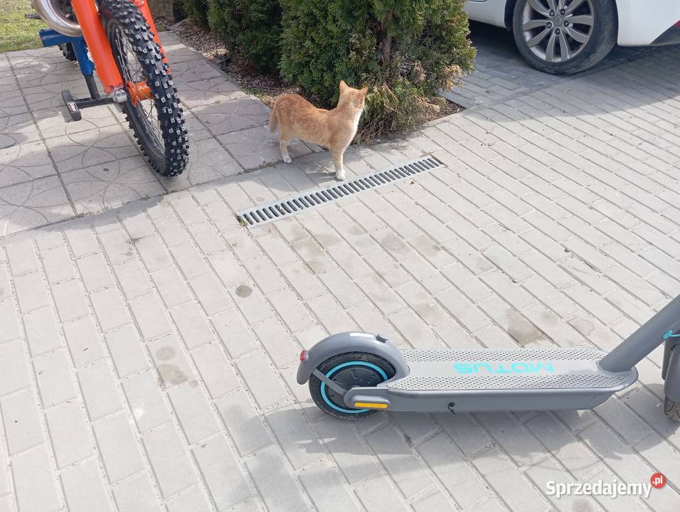 holail nogę eley Ropczyce