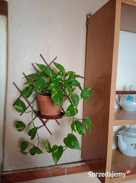 Kultowy kwietnik ścienny PRL Metaloplastyka Kwietniki Ruda Śląska