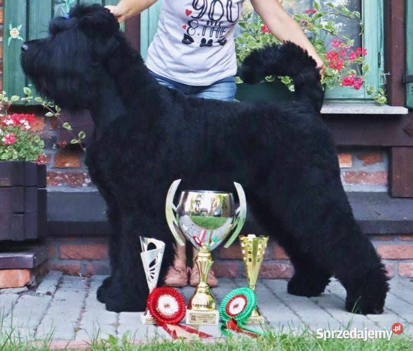 CZARNY TERIER ROSYJSKI szczenięta rodowodowe Pozostałe zachodniopomorskie
