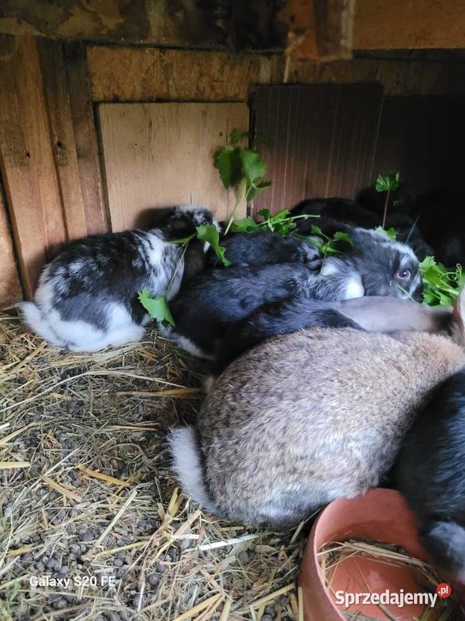 Barany francuskie Żłobizna sprzedam