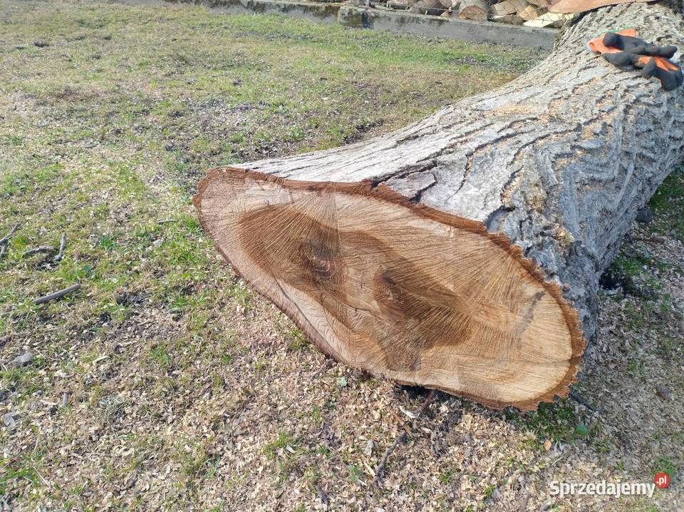 Kloc z orzecha Sietesz