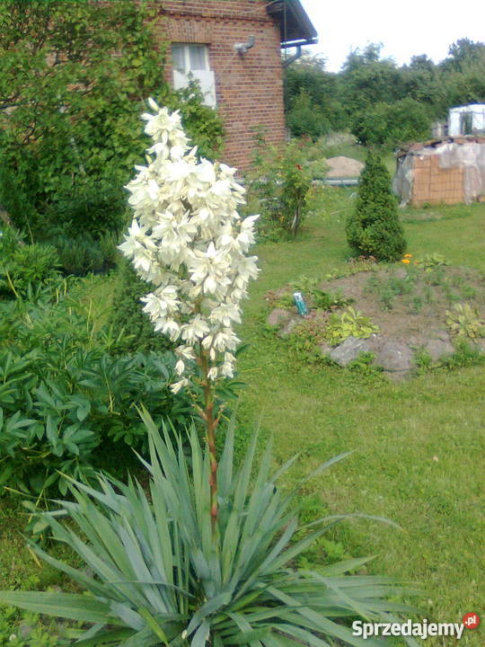 Dom z czerwonej cegły Domy Ornowo