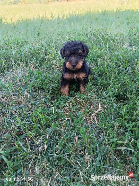 Terier walijski teriery walijskie welsh terrier Włocławek