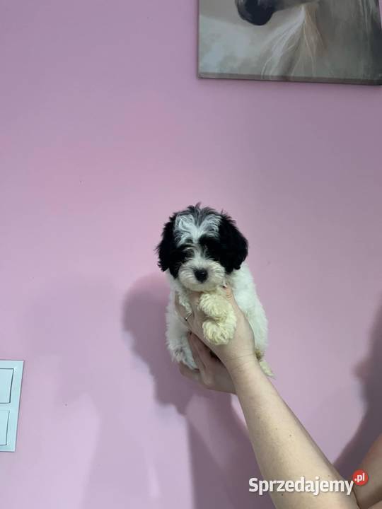 Odchowany chłopiec Maltipoo Maltańczyk x Pudel Warszawa